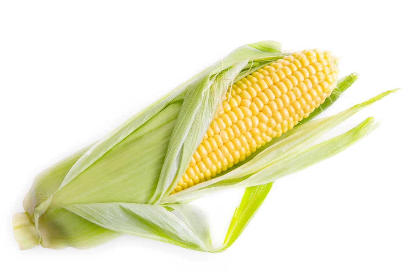 Corn photo