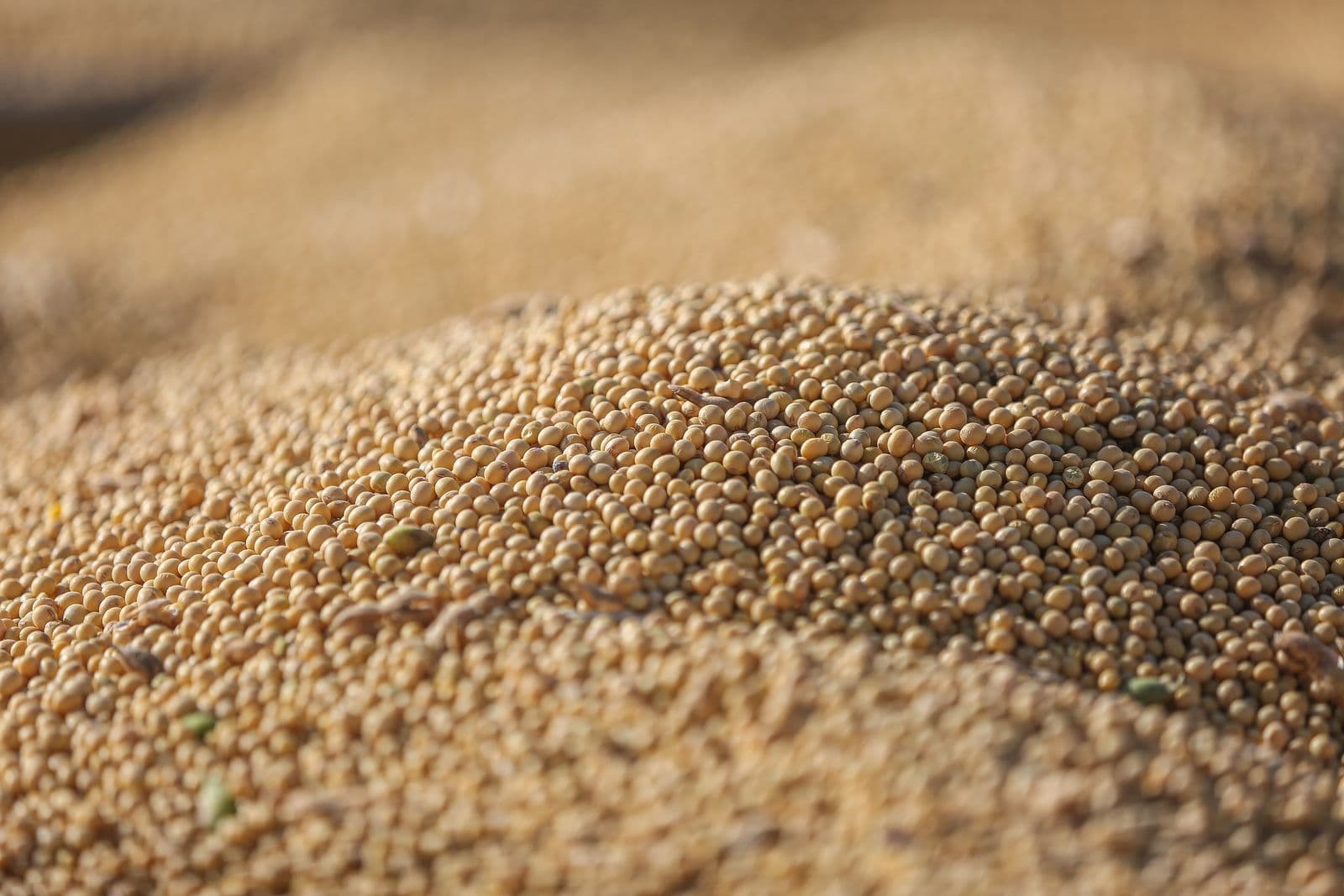 Soybeans photo
